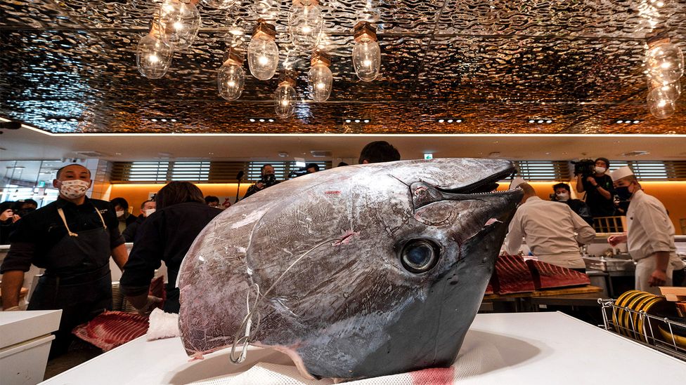 Bluefin tuna is the most expensive fish in the world (Credit: Getty Images)