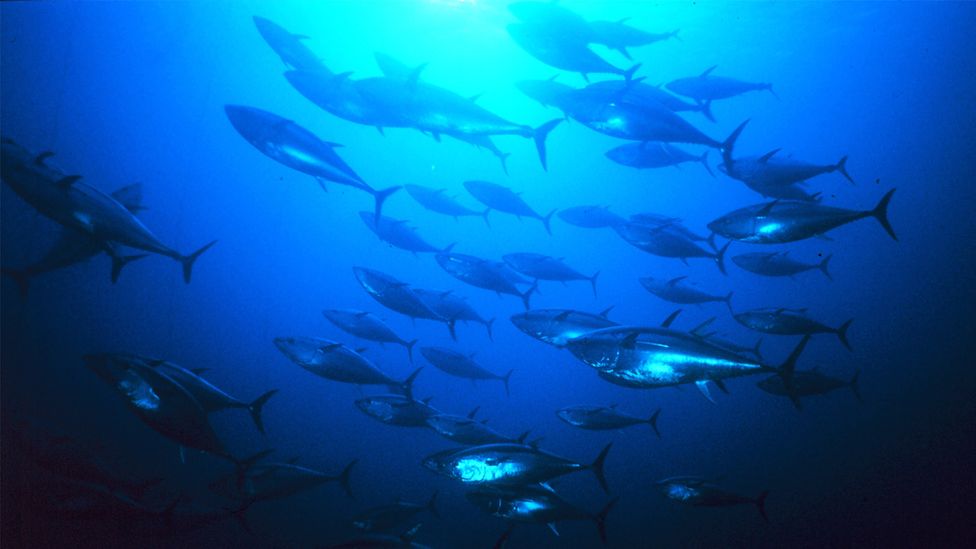 As ocean temperatures rise, bluefin tuna are moving to colder waters (Credit: Getty Images)