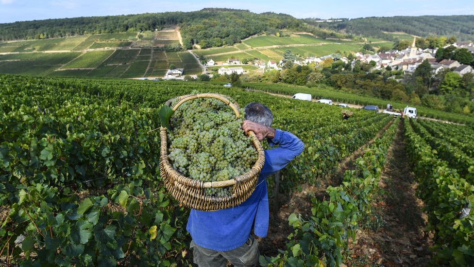 Viticulture makes up a large proportion of the carbon impact of wine – but good practices can also lead to some CO2 being absorbed by the soil (Credit: Getty Images) Viticulture makes up a large proportion of the carbon impact of wine – but good practices can also lead to some CO2 being absorbed by the soil (Credit: Getty Images)