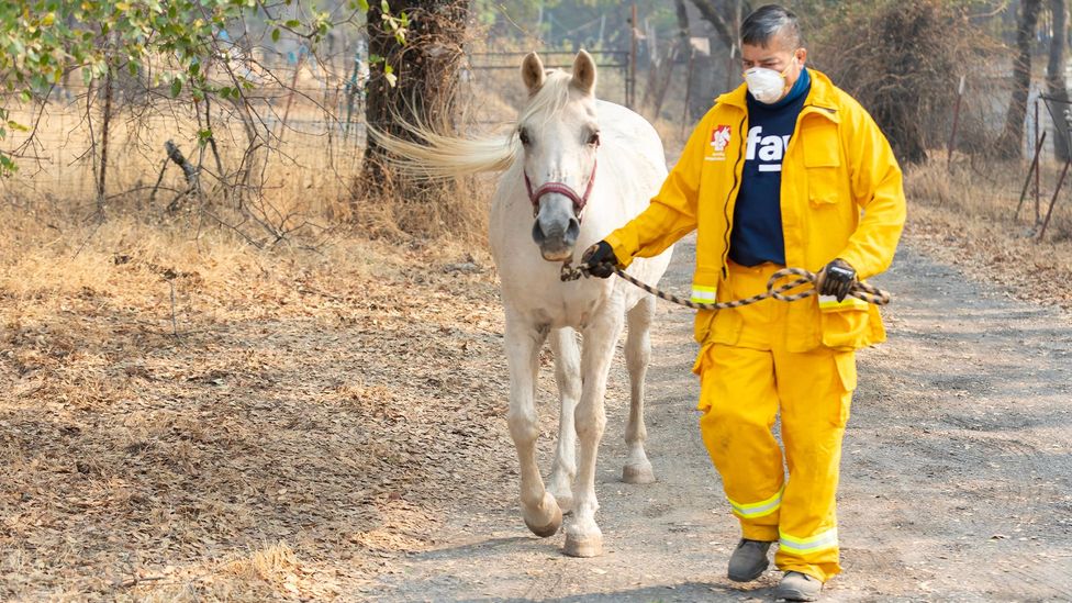 An LA County firefighter watches flames from the Franklin Fire in the Malibu Mountains (Credit: Getty Images)
