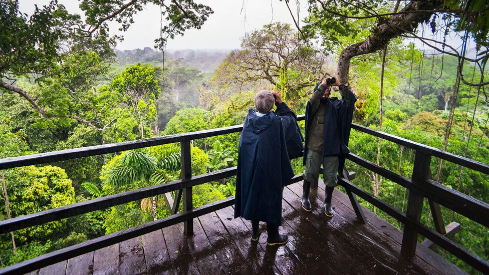 A couple standing on a wet viewing platform look for wildlife in a forest canopy (Credit: Getty Images)