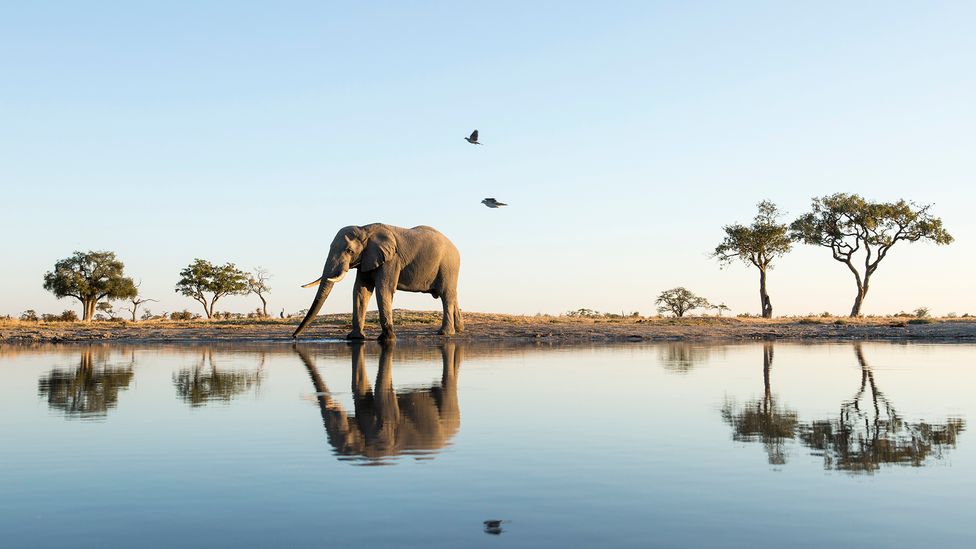 Botswana is the “Elephant Capital of the World” (Credit: Getty Images)