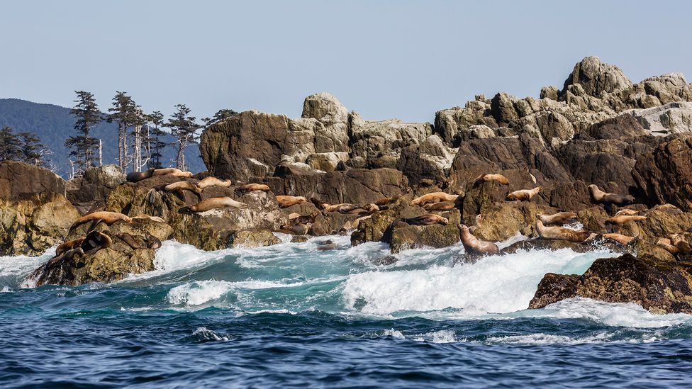 New legislation aims to revitalise Indigenous Haida culture (Credit: Getty Images)