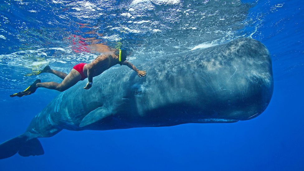 Dominica recently established the world's first sperm whale reserve (Credit: Alamy)