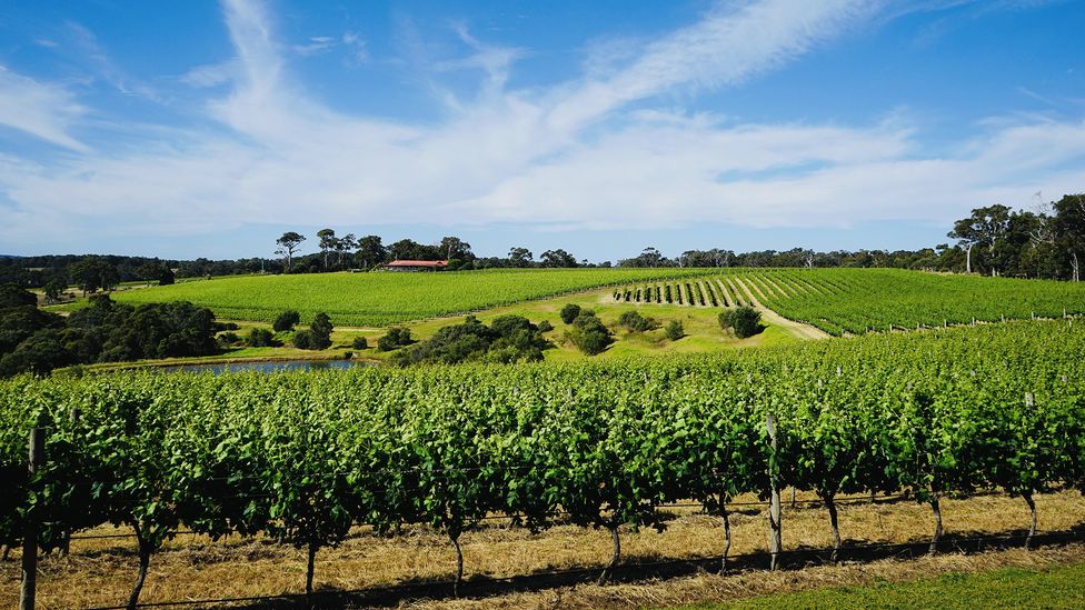 Vineyards dot WA’s Swan Valley Wine Region (Credit: Alamy)