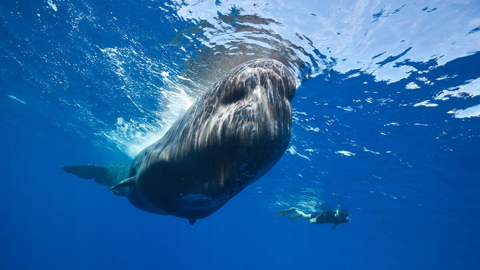Dominica recently established the world's first sperm whale reserve (Credit: Alamy) Dominica recently established the world's first sperm whale reserve (Credit: Alamy)