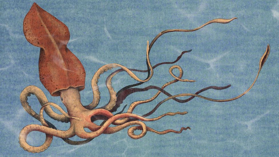 Illustration of colossal squid (Credit: Emannuel Lafont/ BBC)