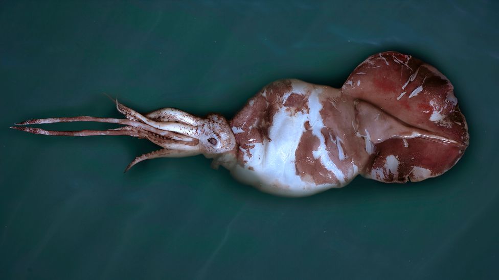 The squid is the largest invertebrate ever discovered, and adults may weigh more than half a tonne (500kg) (Credit: Te Papa/ CC BY 4.0) The squid is the largest invertebrate ever discovered, and adults may weigh more than half a tonne (500kg) (Credit: Te Papa/ CC BY 4.0)