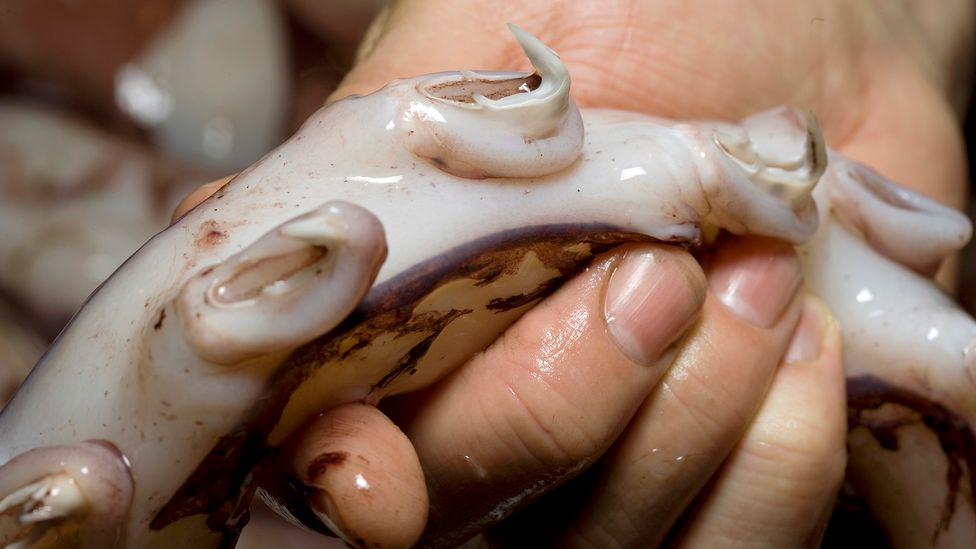 The colossal squid's tentacles features large claws that can rotate 360 degrees (Credit: Te Papa/ CC BY 4.0) The colossal squid's tentacles features large claws that can rotate 360 degrees (Credit: Te Papa/ CC BY 4.0)