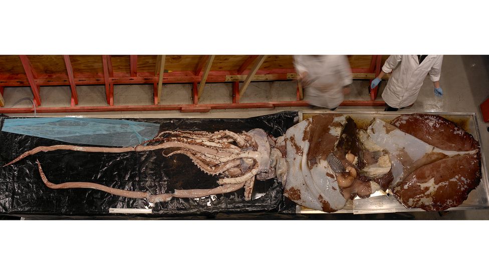 When the squid arrived in Wellington, scientists had to work out how to thaw it (Credit: Te Papa/ CC BY 4.0) When the squid arrived in Wellington, scientists had to work out how to thaw it (Credit: Te Papa/ CC BY 4.0)