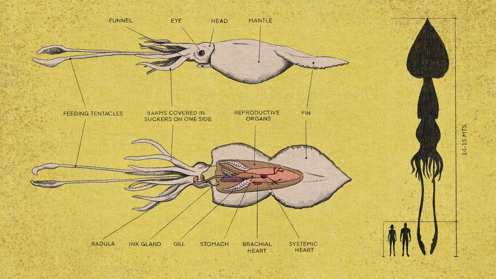 The colossal squid is a completely different species to the giant squid, and thought to be much heavier when fully grown (Credit: Emmanuel Lafont/ BBC) The colossal squid is a completely different species to the giant squid, and thought to be much heavier when fully grown (Credit: Emmanuel Lafont/ BBC)