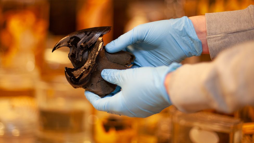 The beaks of colossal squids are regularly found in sperm whale stomachs (Credit: Javier Hirschfeld/ BBC) The beaks of colossal squids are regularly found in sperm whale stomachs (Credit: Javier Hirschfeld/ BBC)