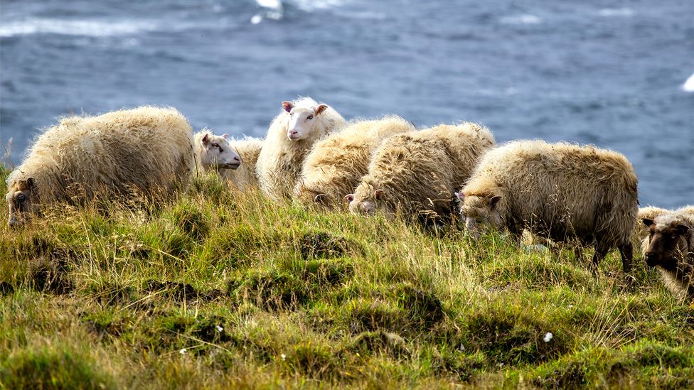 Iceland’s sheep are believed to be descendants of those brought over by the Vikings (Credit: Getty Images) Iceland’s sheep are believed to be descendants of those brought over by the Vikings (Credit: Getty Images)