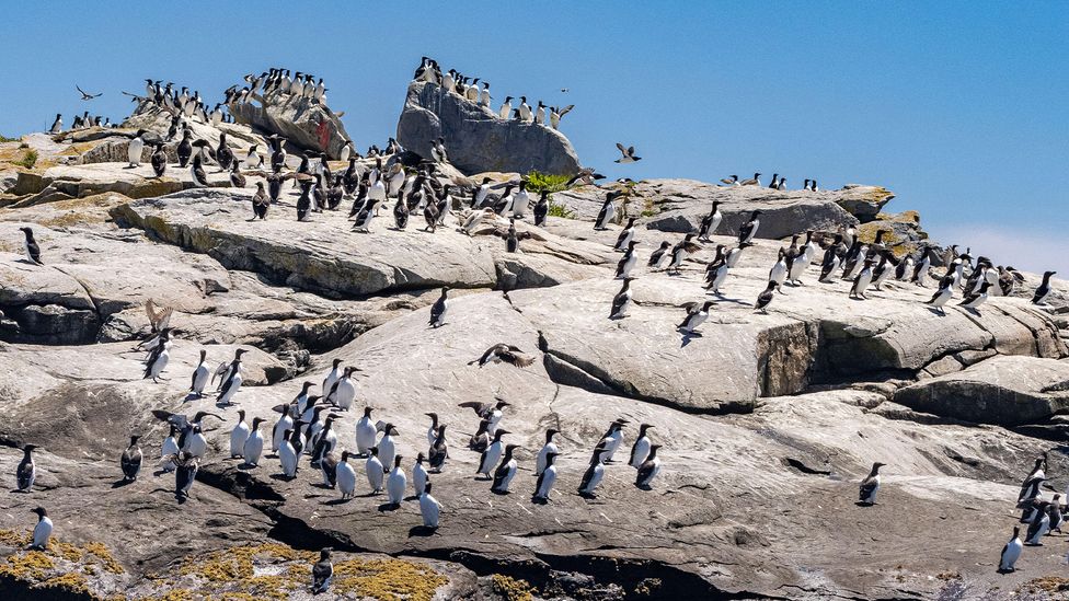 In addition to Atlantic puffins, Machias is also home to hundreds of razorbills (Credit: Alamy) In addition to Atlantic puffins, Machias is also home to hundreds of razorbills (Credit: Alamy)