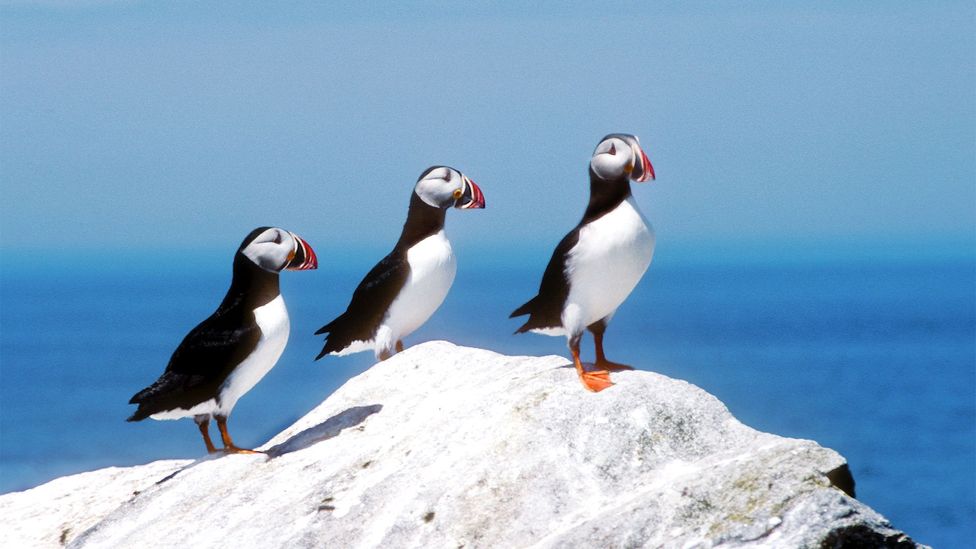 Machias Island is home to more than 8,000 pairs of Atlantic puffins (Credit: Alamy) Machias Island is home to more than 8,000 pairs of Atlantic puffins (Credit: Alamy)