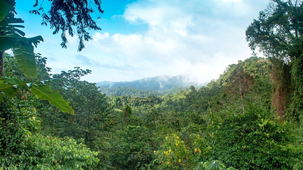 The Northern Range covers about 25% of the entire island of Trinidad (Credit: Alamy) The Northern Range covers about 25% of the entire island of Trinidad (Credit: Alamy)