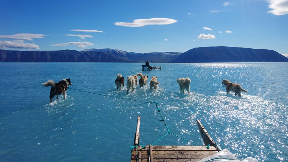 Seven husky dogs pulling a sled through meltwater – it looks as though they are walking on the water in northwest Greenland (Credit: Steffen Olsen_