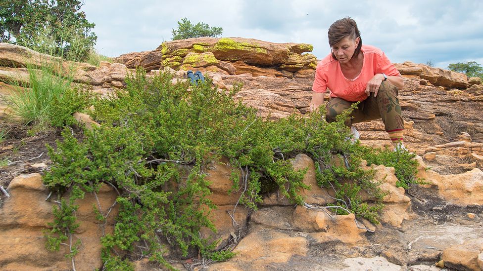 Jill Farrant with a Myrothamnus flabellifolia, which can survive for nine months without water (Credit: Tanya Baber) Jill Farrant with a Myrothamnus flabellifolia, which can survive for nine months without water (Credit: Tanya Baber)