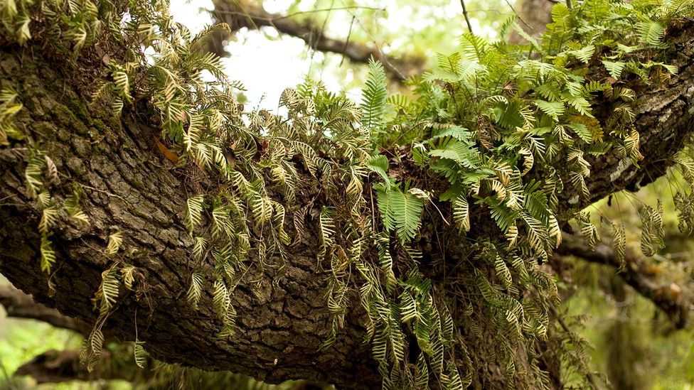 Resurrection ferns are more common than resurrection flowering plants, but their genes are also further from the crops humans use for food (Credit: Alamy) Resurrection ferns are more common than resurrection flowering plants, but their genes are also further from the crops humans use for food (Credit: Alamy)