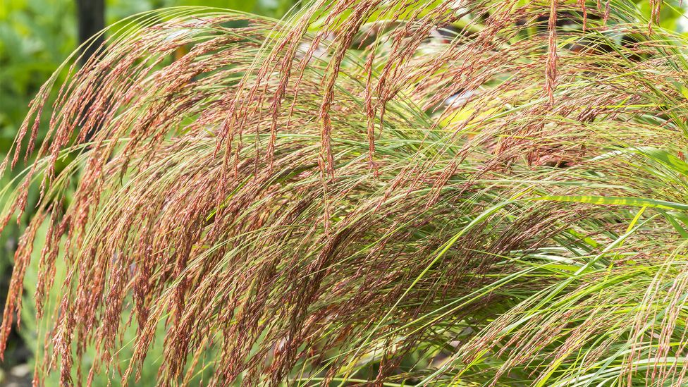 Teff, a cereal grown for millennia in Ethiopia, has a resurrection plant as a close relative (Credit: Alamy) Teff, a cereal grown for millennia in Ethiopia, has a resurrection plant as a close relative (Credit: Alamy)
