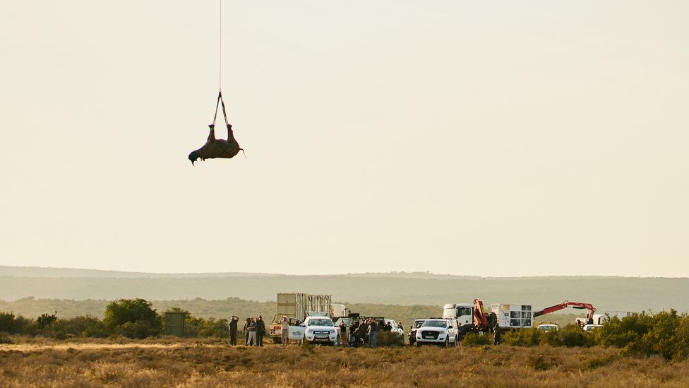 A rhino hangs upside down as it is lifted into the air as conservationists watch from vehicles on the ground (Credit: Micky Wiswedel WWF)