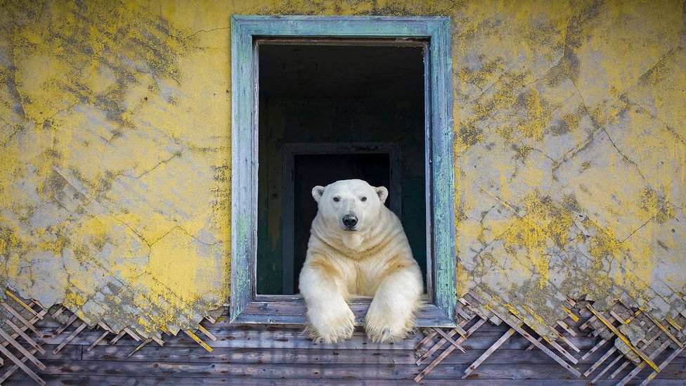 A polar bear looks out of a window in an abandoned weather station on Kolyuchin Island, Russia (Credit: Dmitry Kokh)