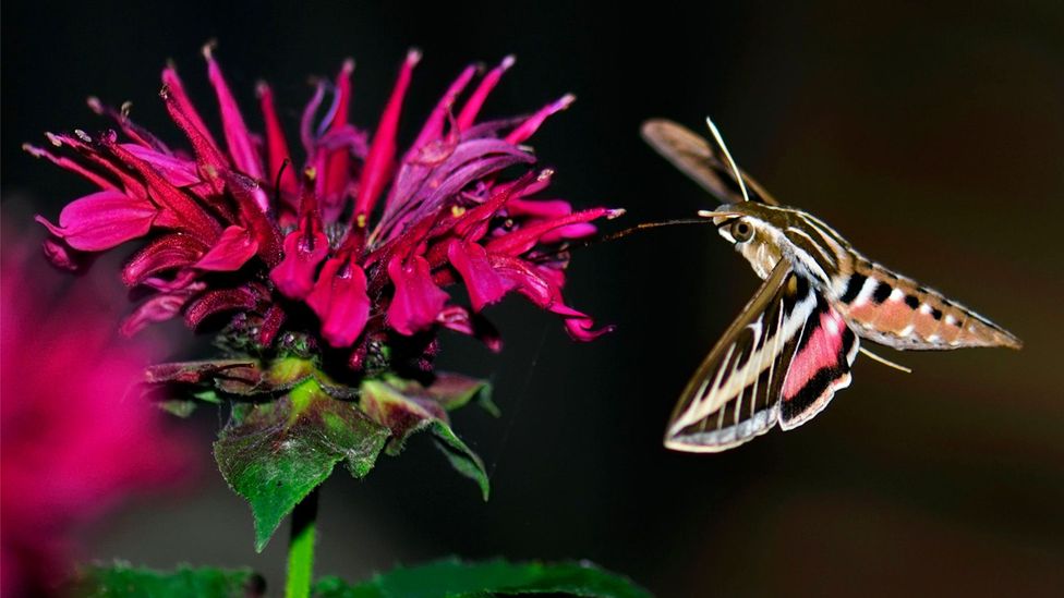 A colourful patterned white-lined sphinx moth flies beside a pink flower (Credit: Alamy)