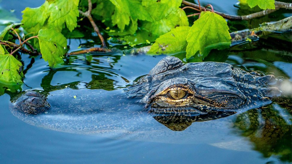 The head of an alligator submerged in water and surrounded by aquatic plants (Credit: Alamy)