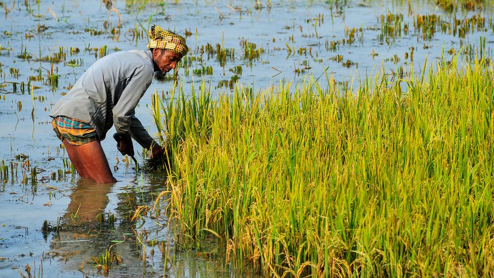 In flooded rice paddies, anaerobic bacteria in the soil turn to arsenic due to the lack of oxygen (Credit: Getty Images) In flooded rice paddies, anaerobic bacteria in the soil turn to arsenic due to the lack of oxygen (Credit: Getty Images)