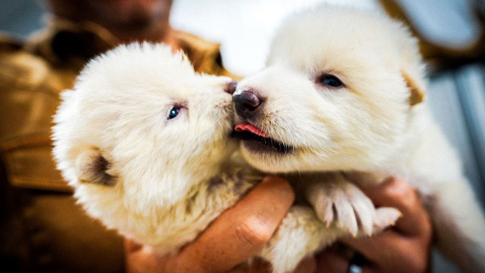 Two 15-day-old wolf puppies with white fur being held in a person's hand (Credit: Colossal Biosciences)