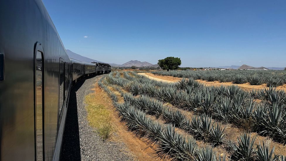 Blue agave plants seen from the Tequila Express as it travels from Guadalajara to Tequila (Credit: Jamie Fullerton)