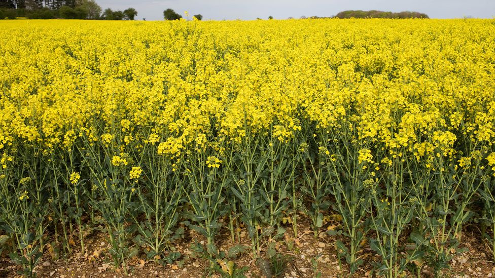 Oilseed rape is used to make a canola oil, one of the most common cooking oils (Credit: Getty Images) Are seed oils really bad for you?