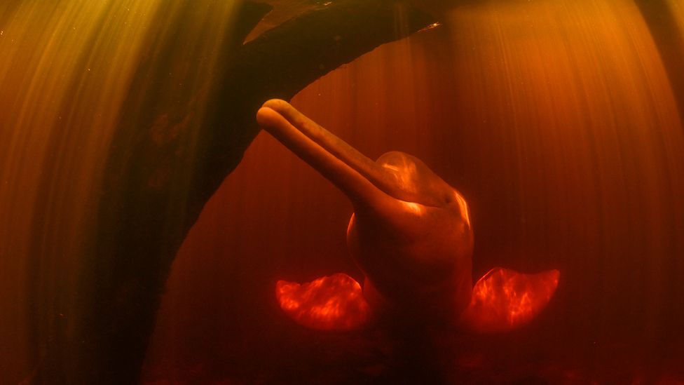 A pink river dolphin with catfish in its jaws, snatched from a fishing net in the Amazon River (Credit: Thomas Peschak)