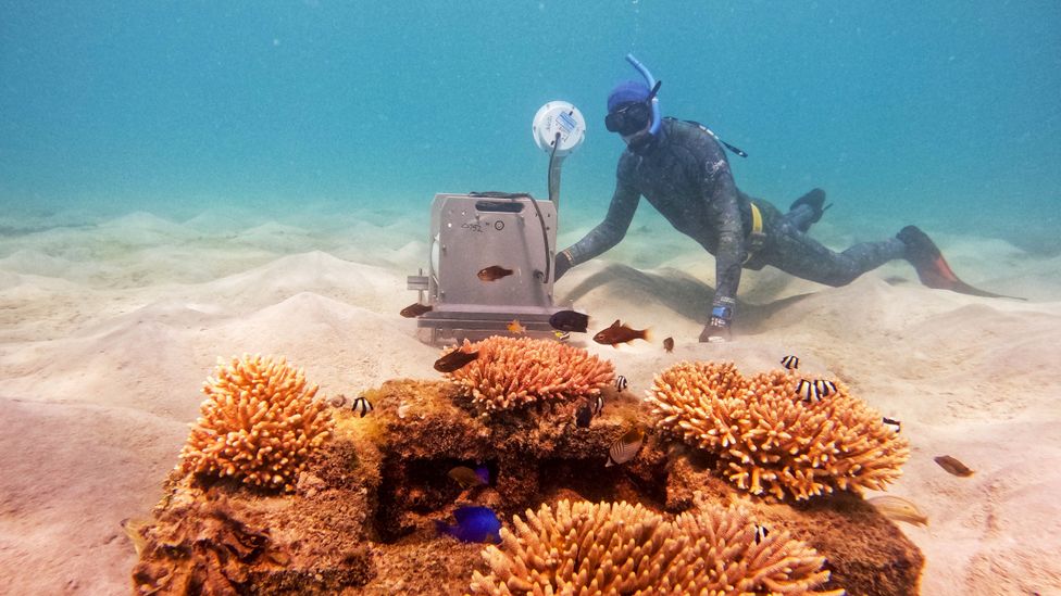 A diver plays sounds of healthy coral reef next to a newly established "patch reef" (Credit: AIMS/ Gemma Molinaro)