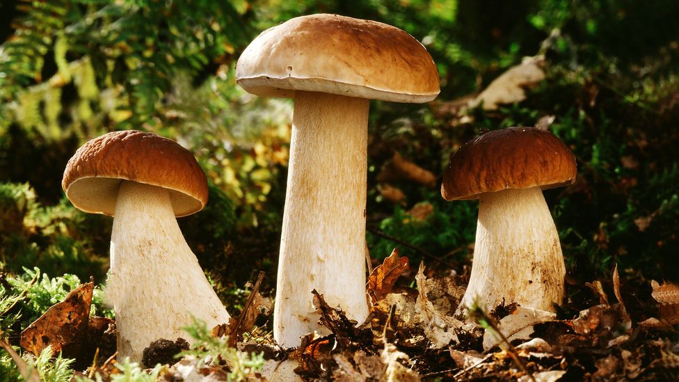 Three fat-stemmed king bolete mushrooms lined up on a forest floor (Credit: Getty Images)