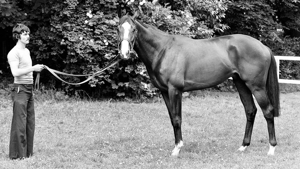 A man stands next to Shergar, and holds ropes which are attached to him (Credit: Getty Images)