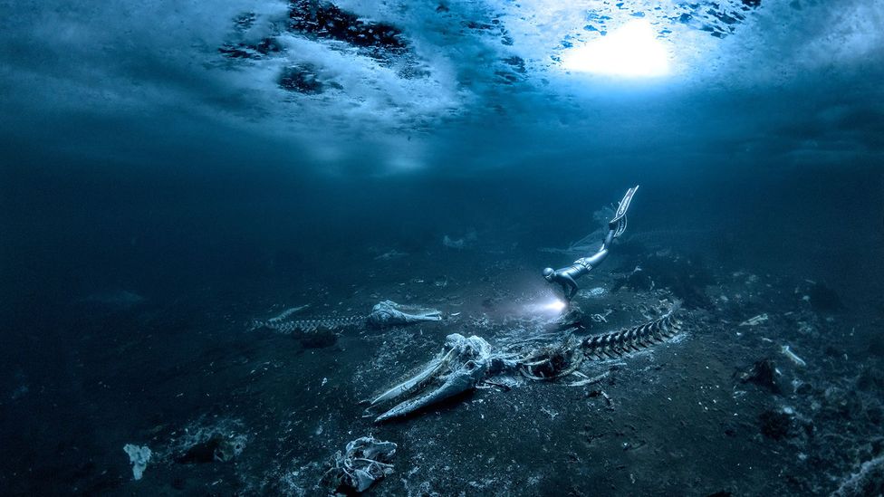 A freediver shines her torchlight on whale bones, a hole in the ice is visible above the diver (Credit: Alex Dawson)