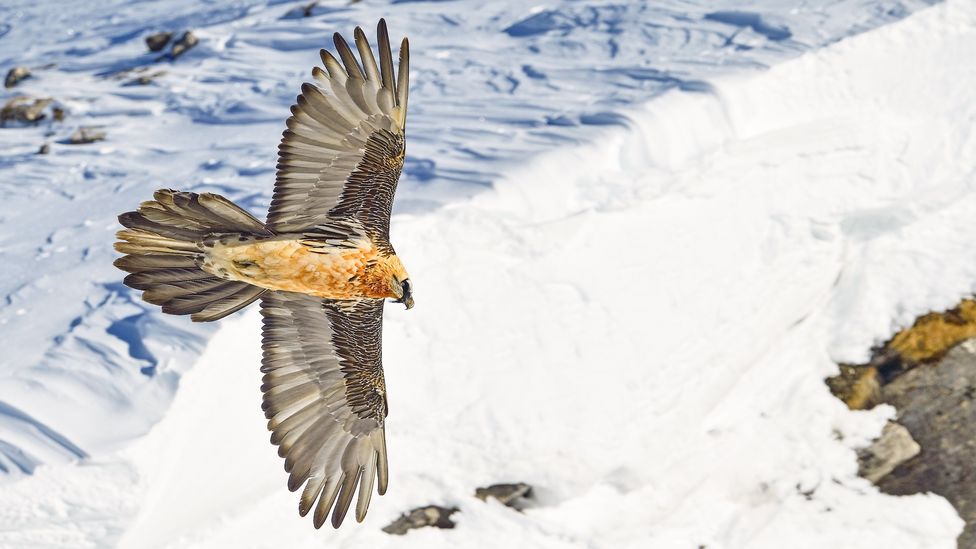 A bearded vulture flying through the sky above snowy mountains (Credit: weyrichfoto/ VCF)