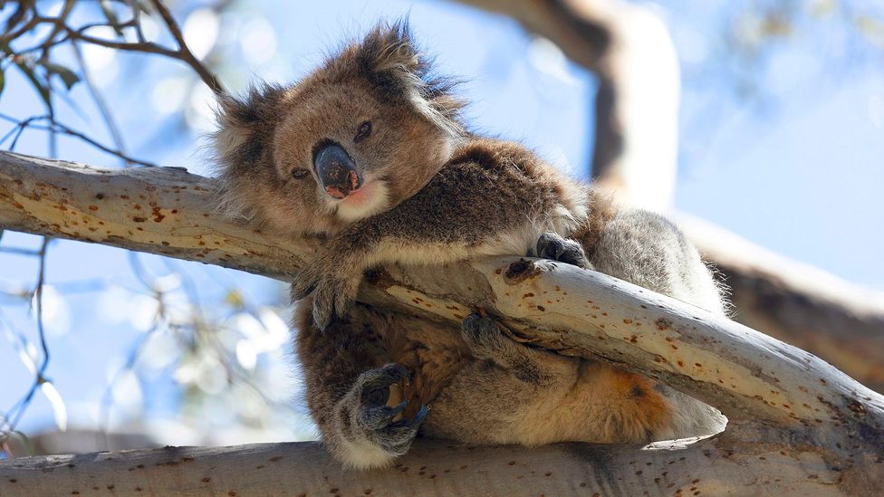 A koala on Kangaroo Island hugs a tree branch and looks at the camera (Credit: Ana Norman Bermudez)