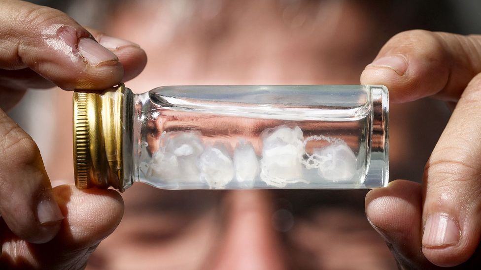 Irukandji jellyfish in a vial (Credit: Getty Images)