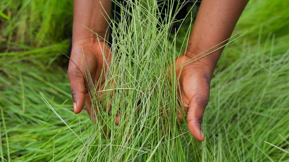 A person's hands holding fonio stalks (Credit: Getty Images)