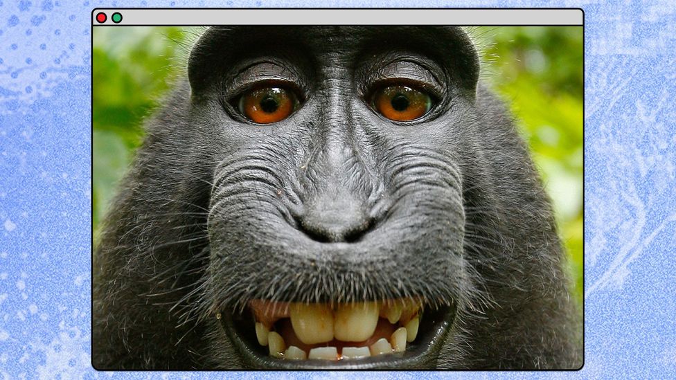 Photograph of a black macaques taking a selfie (Credit: David Slater/ Caters New/ BBC)