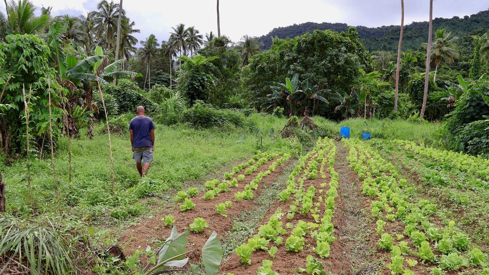 A man walks along a row of bright green crops, towards tree covered hilltops (Credit: Frankie Adkins)