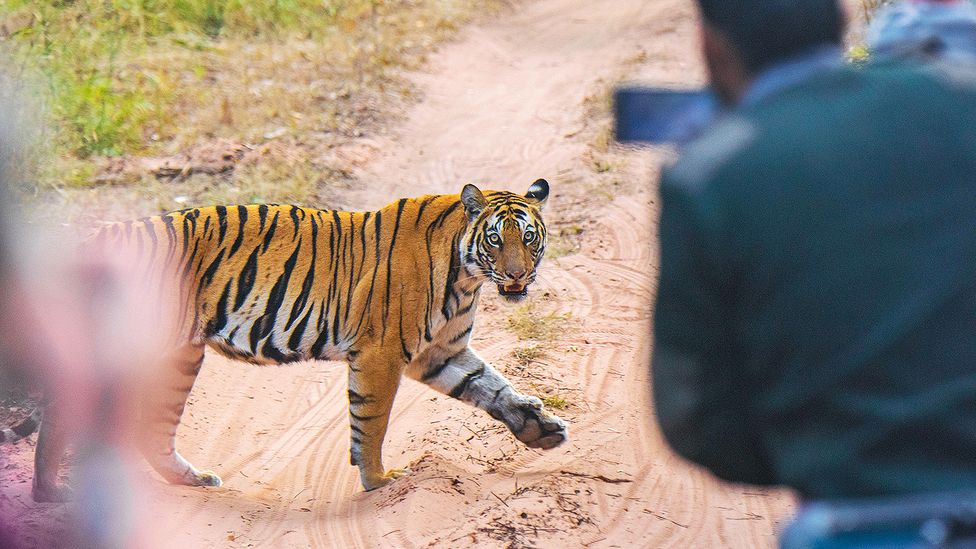 A man hangs outside his car window to take a selfie with a female lion (Credit: Alamy)