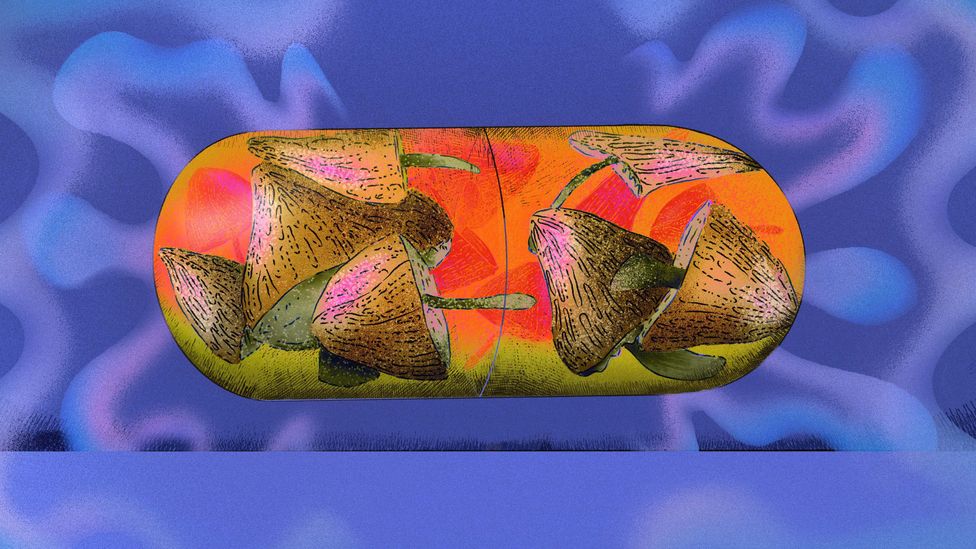 An illustration of a capsule filled with colourful magic mushrooms on an indigo backdrop surrounded by smoke (Credit: Serenity Strull/ BBC)