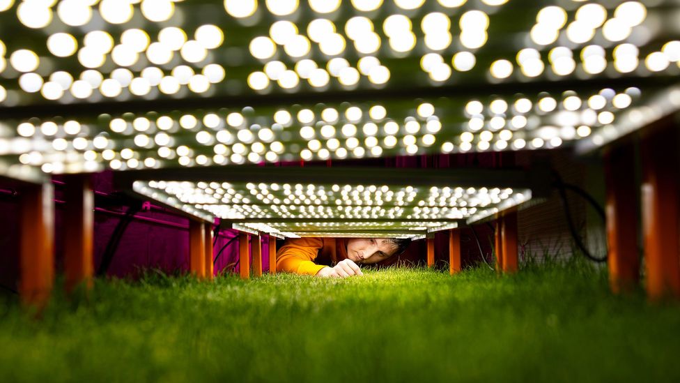 A researcher at the indoor research facility at the University of Tennessee inspects grass under a row of LED lights elevated just a few inches off the ground (Credit: Steven Bridges/University of Tennessee)