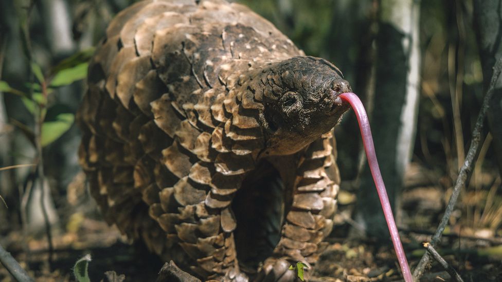 Stevie displays his long tongue while out for a walk at the Manyoni Private Game Reserve. Pangolins use these to extract ants and termites from mounds (Credit: Gareth Thomas)