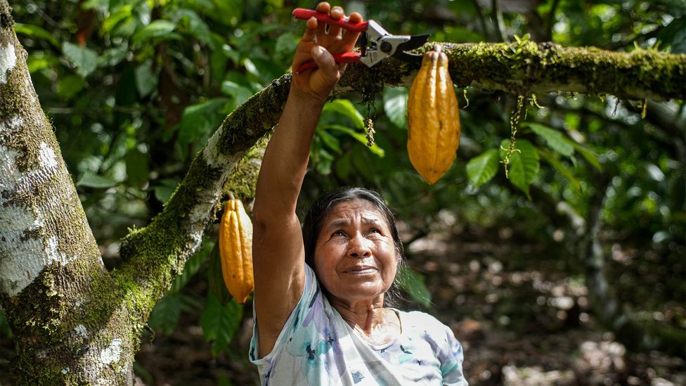 A woman in a blue flowery top and greenery behind her reaches up to a tree to cut down a yellow cacao pod with garden clippers (Credit: Asociación Kallari)