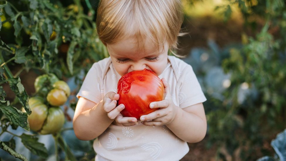A young boy holding a large tomato to their mouth while trying to take a bite (Credit: Getty Images)