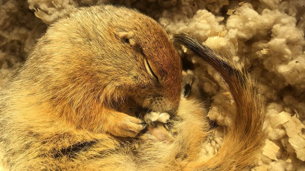 An Arctic ground squirrel curls up in hibernation amid fluffy bedding material (Credit: Sarah Rice)